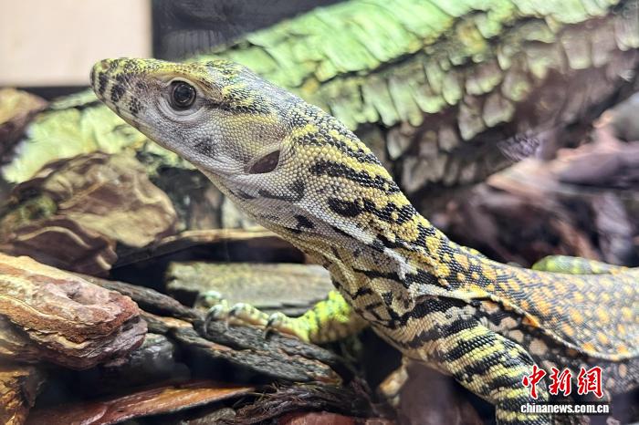 1.29太原动物园科莫多巨蜥孤雌生殖繁育成功 系亚洲首例1.jpg