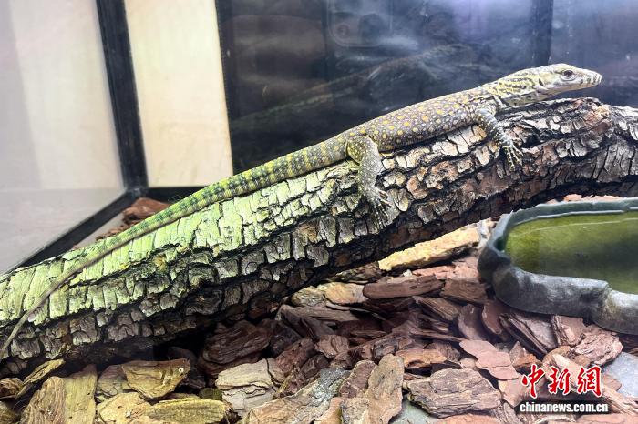 1.29太原动物园科莫多巨蜥孤雌生殖繁育成功 系亚洲首例2.jpg