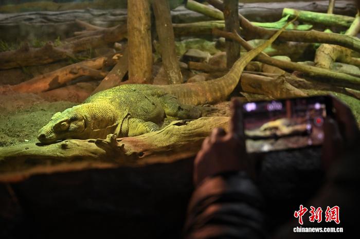 1.29太原动物园科莫多巨蜥孤雌生殖繁育成功 系亚洲首例4.jpg