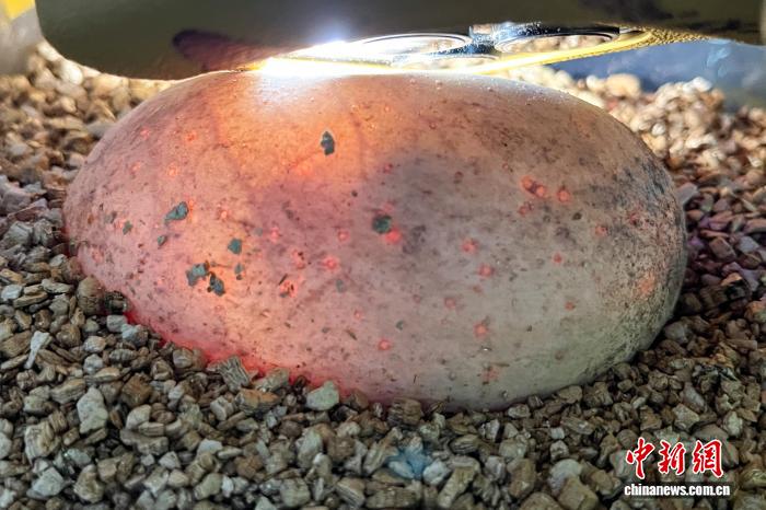 1.29太原动物园科莫多巨蜥孤雌生殖繁育成功 系亚洲首例3.jpg