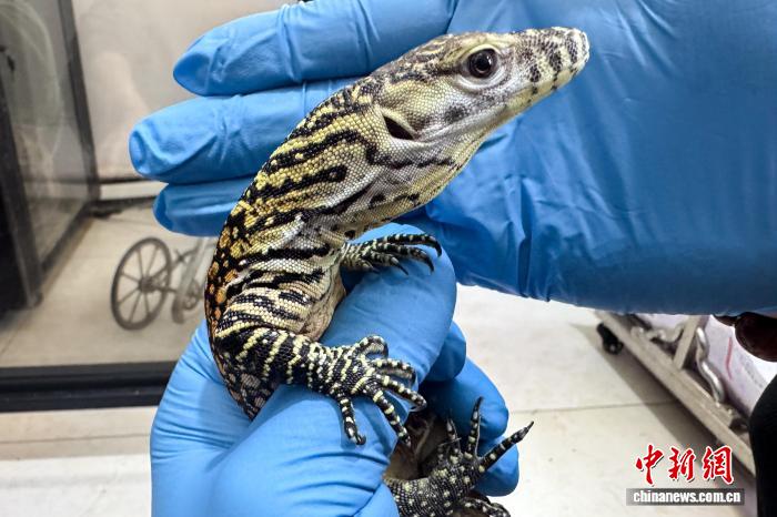 1.29太原动物园科莫多巨蜥孤雌生殖繁育成功 系亚洲首例5.jpg