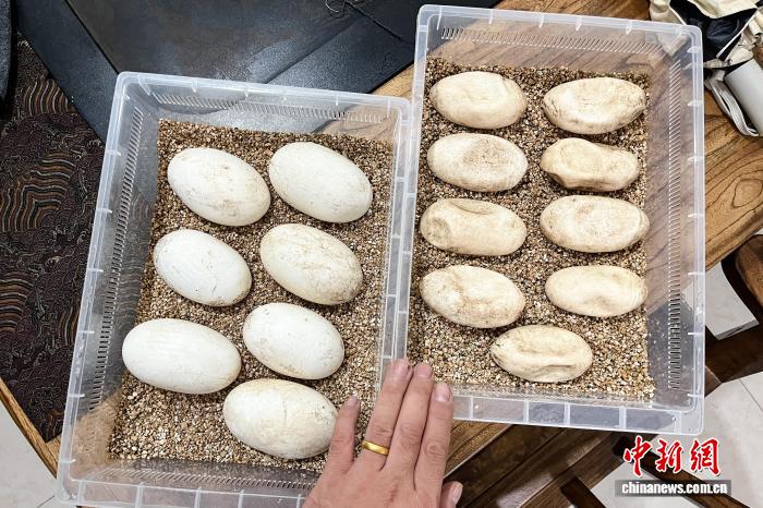 1.29太原动物园科莫多巨蜥孤雌生殖繁育成功 系亚洲首例6.jpg