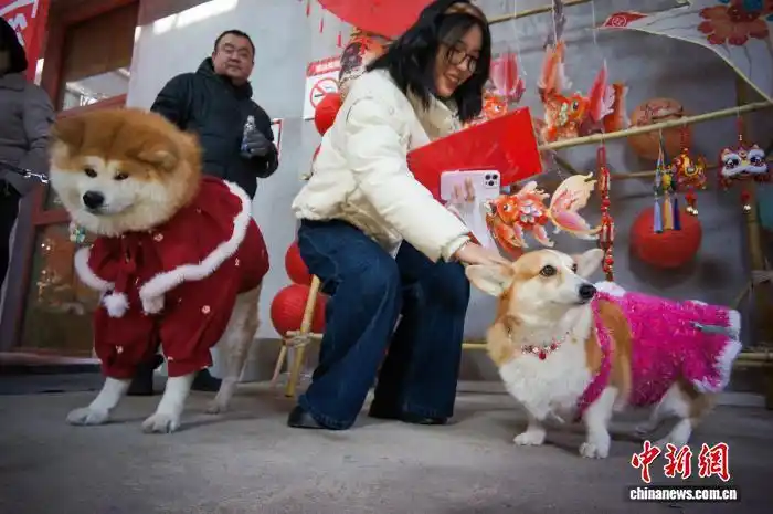 2.4天津：“毛孩子”的新年仪式感 宠物也有“年货节”4.png