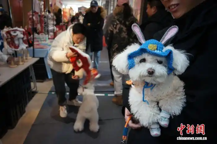 2.4天津：“毛孩子”的新年仪式感 宠物也有“年货节”2.png