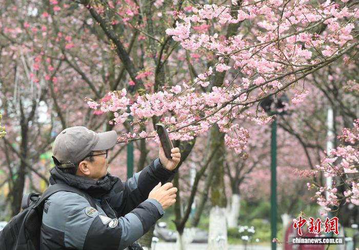 2.5开了!重庆第一波樱花就在南山植物园!1.jpg