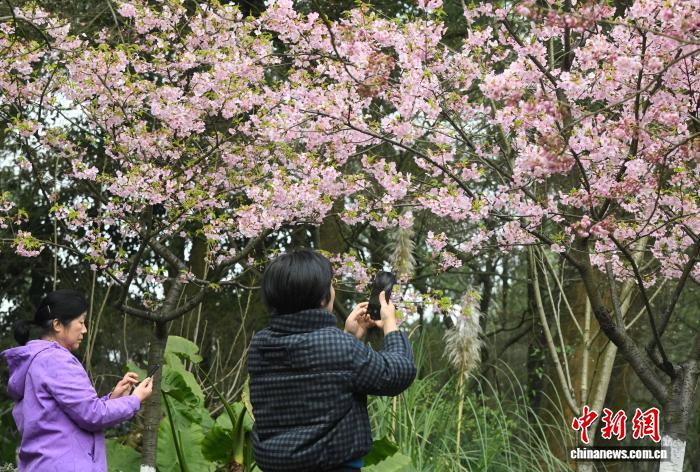 2.5开了!重庆第一波樱花就在南山植物园!2.jpg