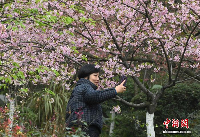 2.5开了!重庆第一波樱花就在南山植物园!5.jpg