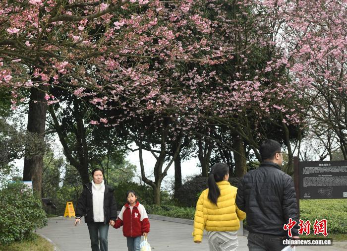 2.5开了!重庆第一波樱花就在南山植物园!4.jpg