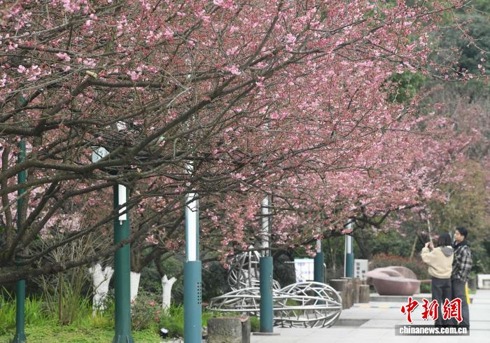 2.5开了!重庆第一波樱花就在南山植物园!6.jpg