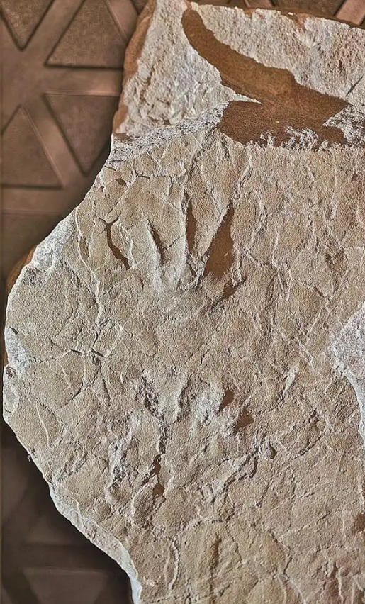 2.13 12岁小学生意外发现侏罗纪两栖动物足迹1.png