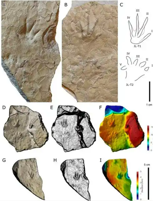 2.13 12岁小学生意外发现侏罗纪两栖动物足迹4.png