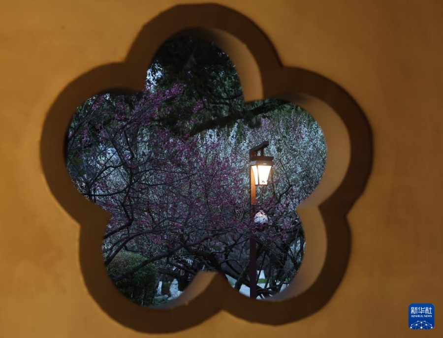 2.25杭州赏梅胜地开启特色夜游赏梅活动4.jpg
