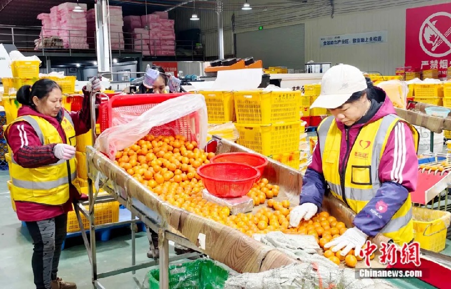 3.3金桔——中国钟安县的名片2.jpg