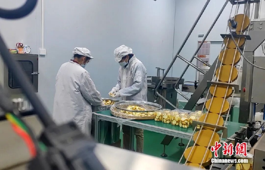 3.3金桔——中国钟安县的名片8.jpg