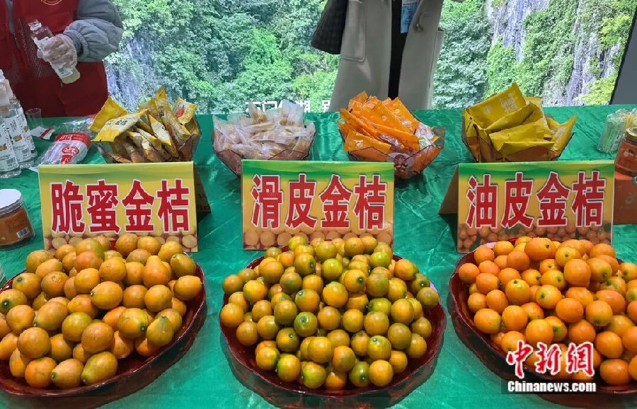 3.3金桔——中国钟安县的名片3.jpg