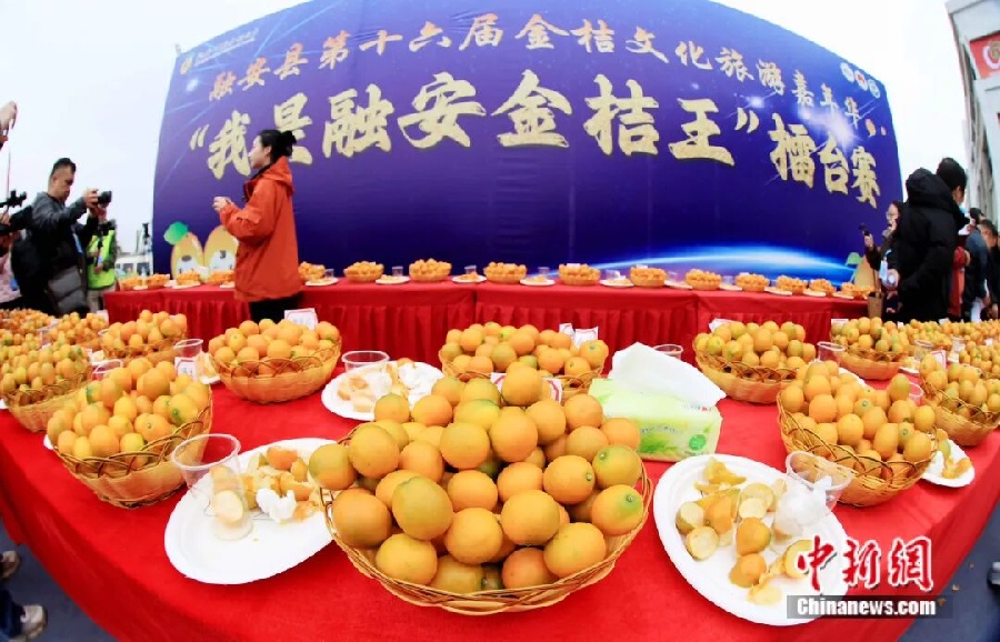 3.3金桔——中国钟安县的名片9.jpg