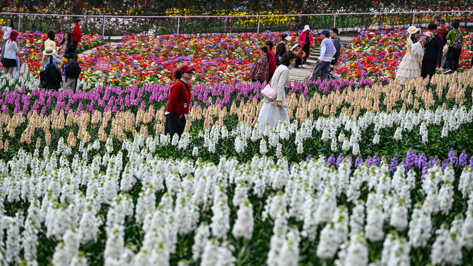 3.9掘金“花”经济！“赏花+”拓展多元文旅消费8.png