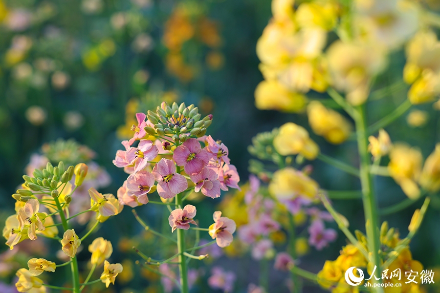 3.17芜湖这里的油菜花，将迎最美时刻！2.jpg