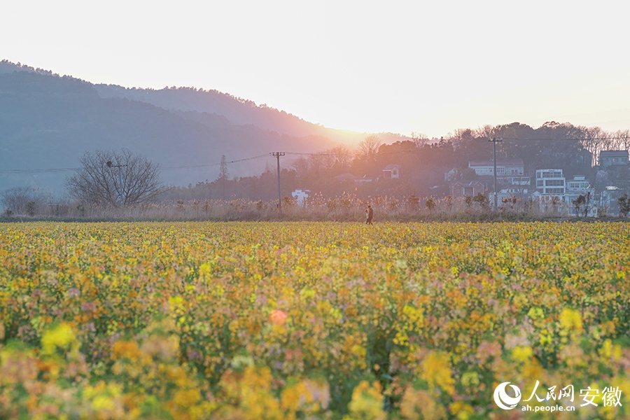 3.17芜湖这里的油菜花，将迎最美时刻！5.jpg
