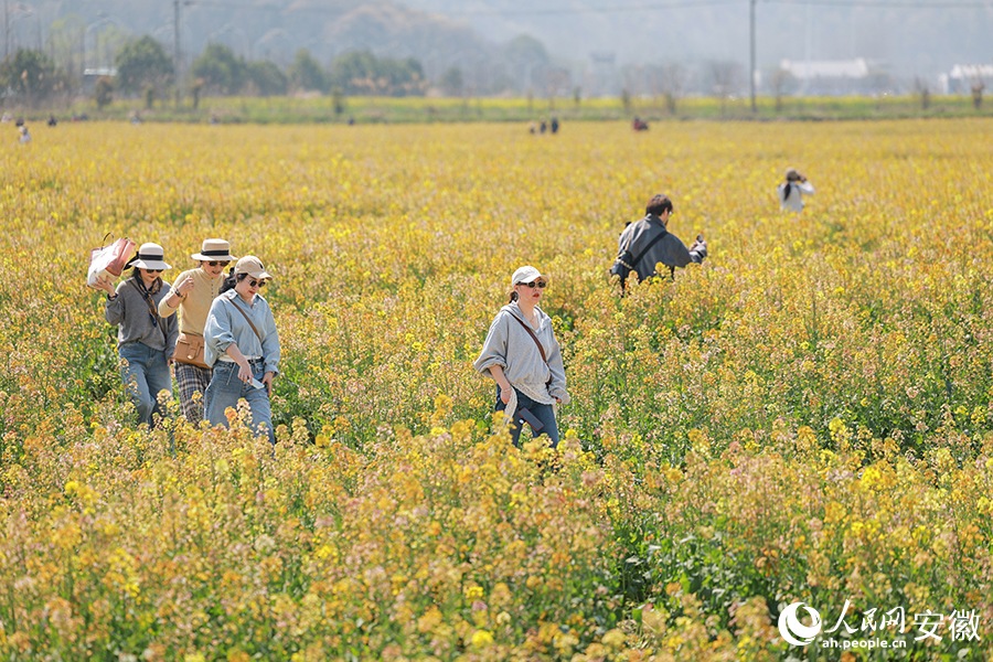 3.17芜湖这里的油菜花，将迎最美时刻！3.jpg