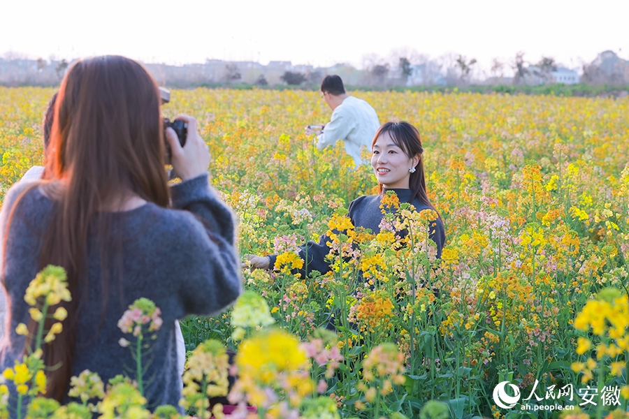 3.17芜湖这里的油菜花，将迎最美时刻！4.jpg