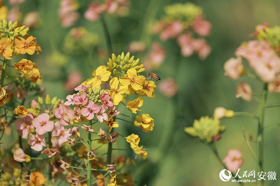 3.17芜湖这里的油菜花，将迎最美时刻！7.jpg