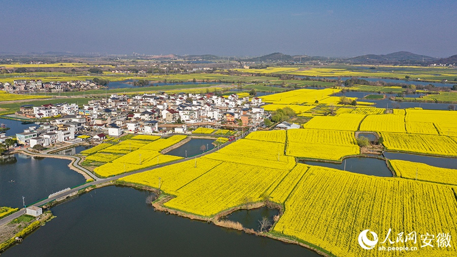 3.17芜湖这里的油菜花，将迎最美时刻！6.jpg