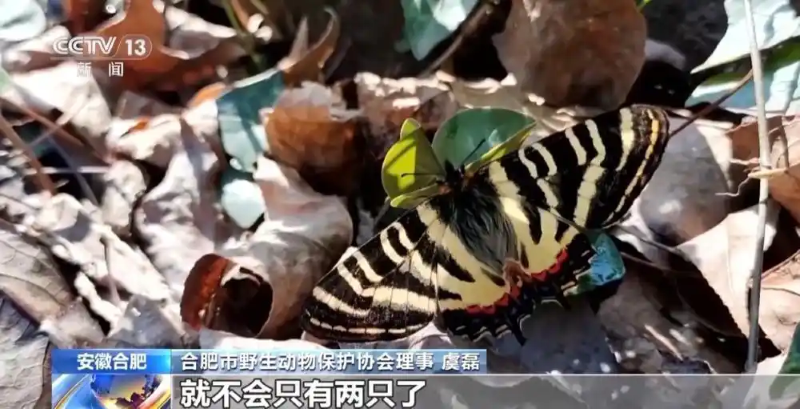 3.19中华虎凤蝶再次现身安徽合肥 系我国独有野生蝶类.png