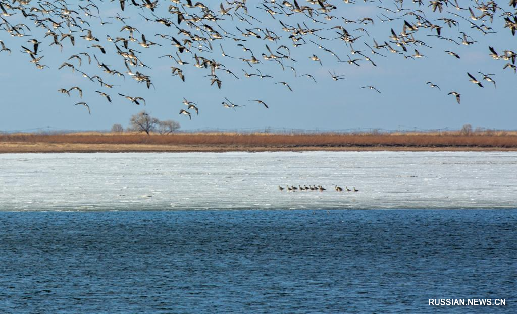 3.25候鸟如期而归 黑龙江多地迎“稀客”4.jpg