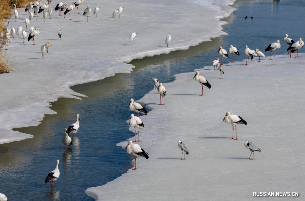 3.25候鸟如期而归 黑龙江多地迎“稀客”2.jpg