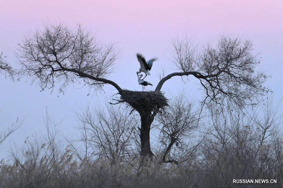 3.25候鸟如期而归 黑龙江多地迎“稀客”1.jpg