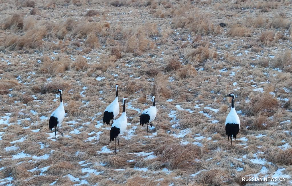 3.25候鸟如期而归 黑龙江多地迎“稀客”3.jpg