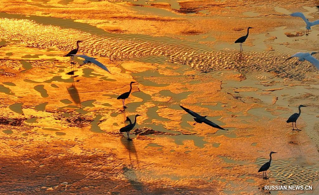 3.25候鸟如期而归 黑龙江多地迎“稀客”5.jpg