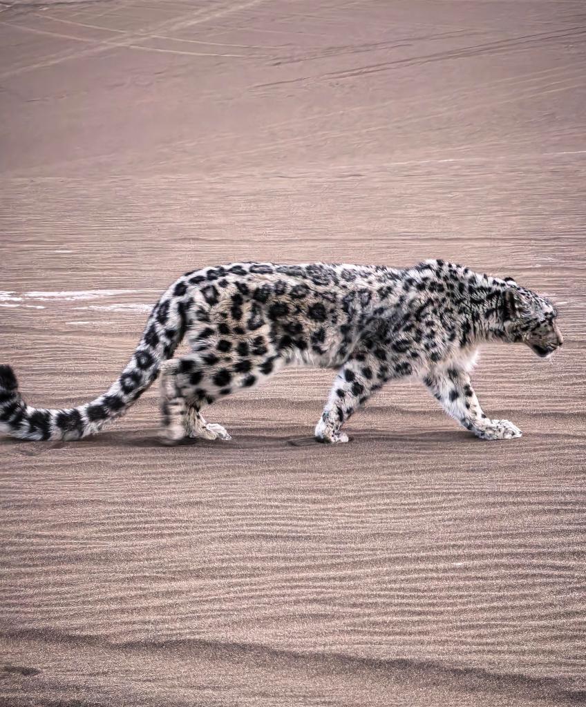 3.25“雪山之王”现身沙漠 新疆吐鲁番救助一只雪豹1.jpg