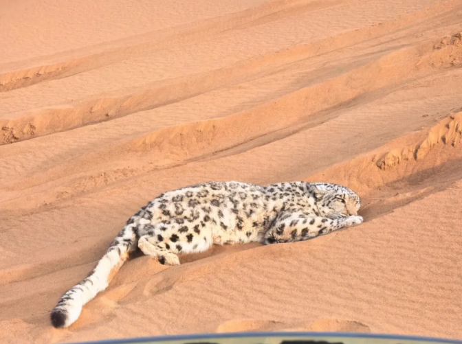3.25“雪山之王”现身沙漠 新疆吐鲁番救助一只雪豹2.png