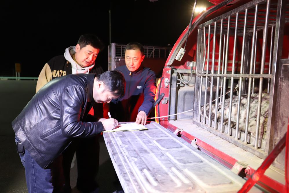 3.25“雪山之王”现身沙漠 新疆吐鲁番救助一只雪豹4.jpg