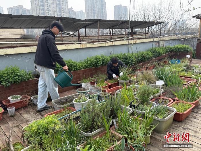 3.27高校屋顶花园：压力山大的大学生的“秘密花园”与植物疗愈2.jpg