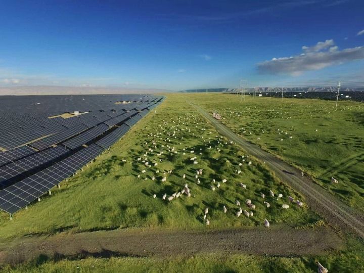 4.8经纬度：光伏羊，让绿色发展照进“生物课大题”.jpeg