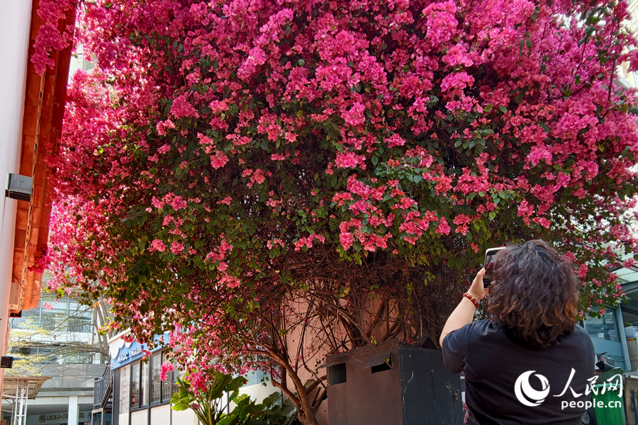 4.15厦门:古厝繁花醉春光6.jpg