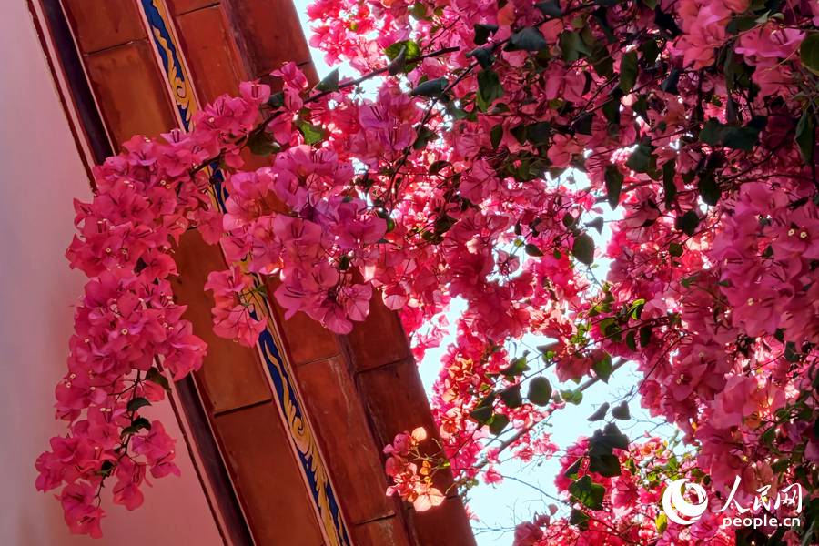 4.15厦门:古厝繁花醉春光5.jpg