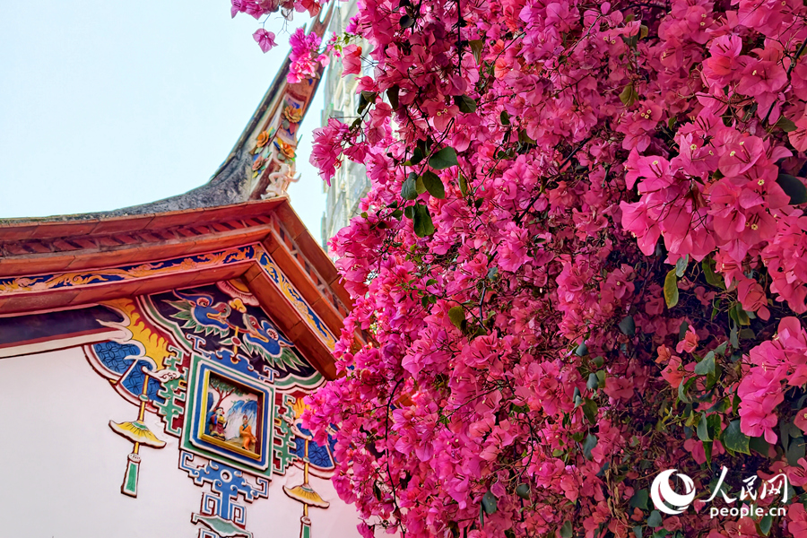 4.15厦门:古厝繁花醉春光3.jpg