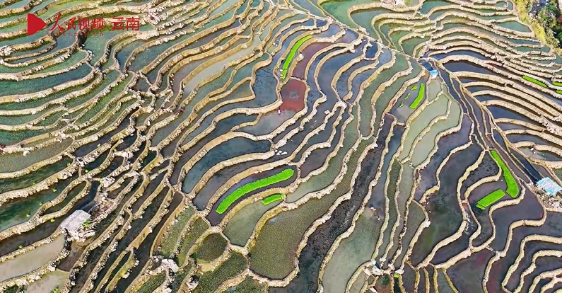4.16红河州梯田铺绿春耕忙.png