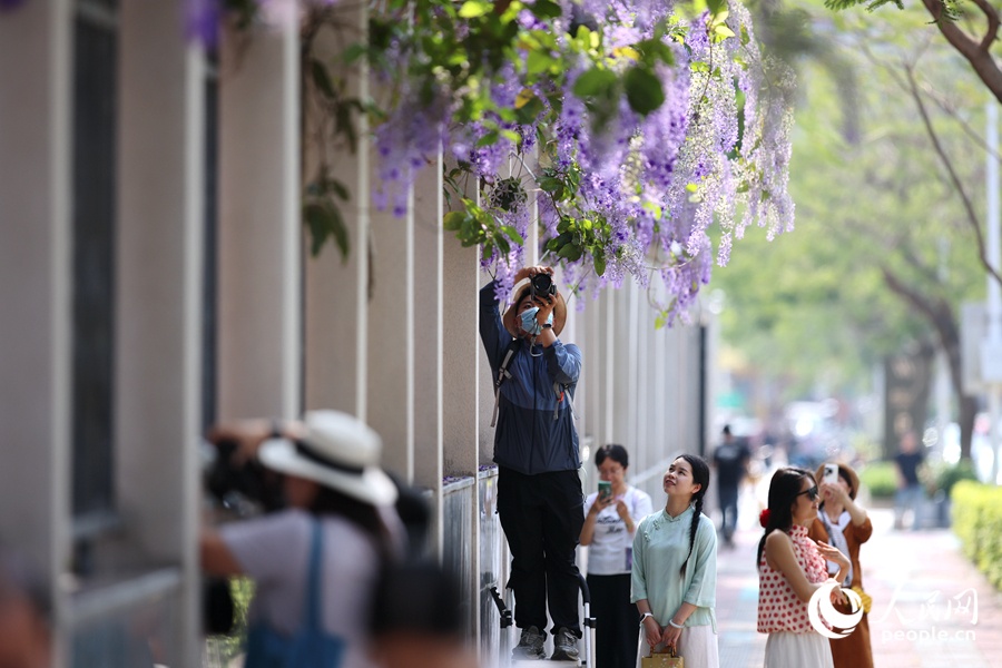 4.27福建厦门：蓝花藤迎盛花期 “花瀑”绵延数十米6.jpg