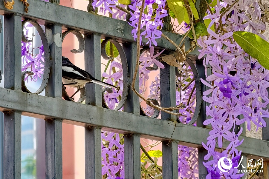 4.27福建厦门：蓝花藤迎盛花期 “花瀑”绵延数十米2.jpg