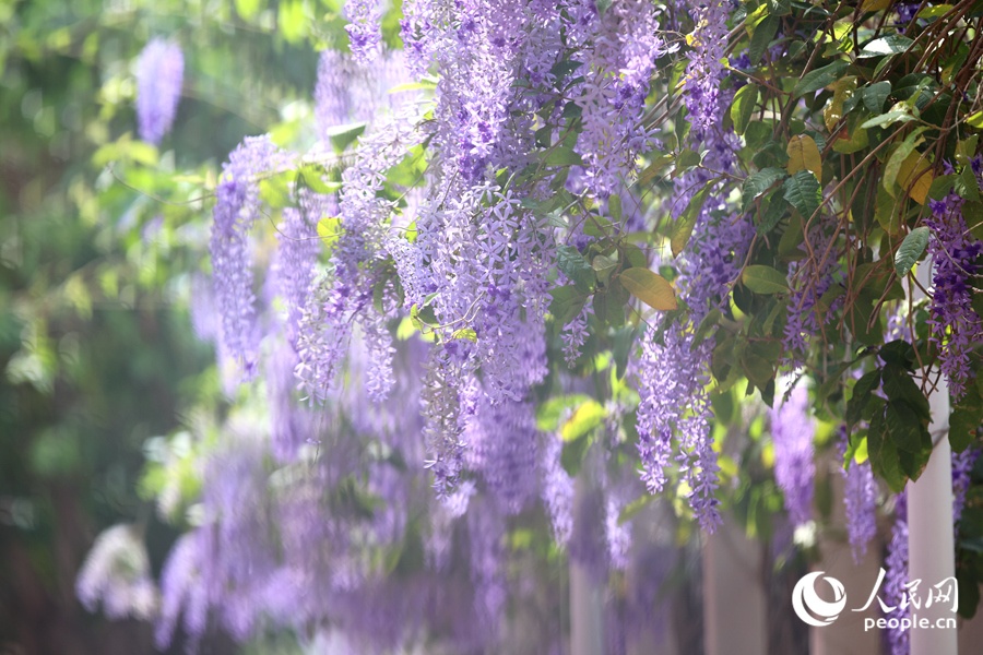 4.27福建厦门：蓝花藤迎盛花期 “花瀑”绵延数十米4.jpg