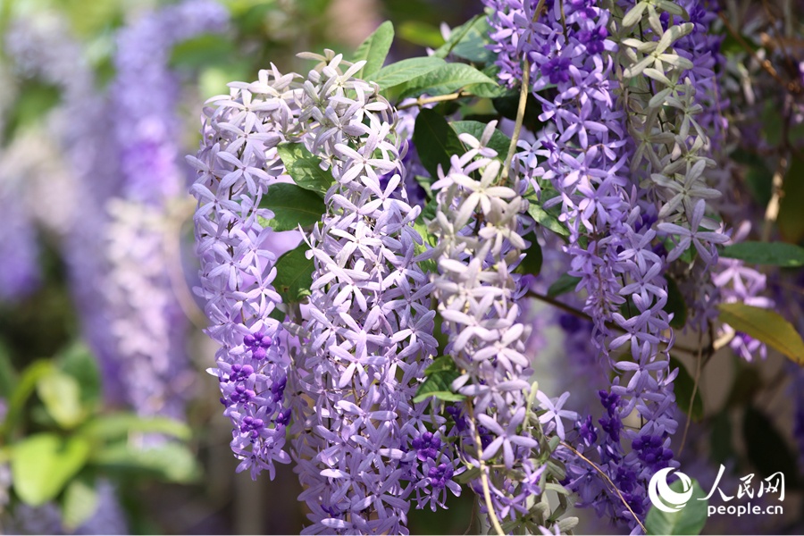 4.27福建厦门：蓝花藤迎盛花期 “花瀑”绵延数十米3.jpg