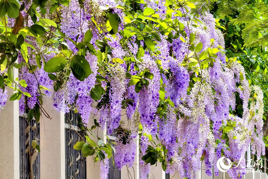 4.27福建厦门：蓝花藤迎盛花期 “花瀑”绵延数十米5.jpg