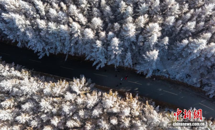 10.22一半金黄一半雪白,秋日雾凇上线!2.jpg