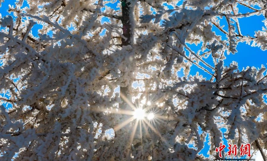 10.22一半金黄一半雪白,秋日雾凇上线!3.jpg
