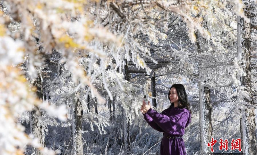 10.22一半金黄一半雪白,秋日雾凇上线!5.jpg